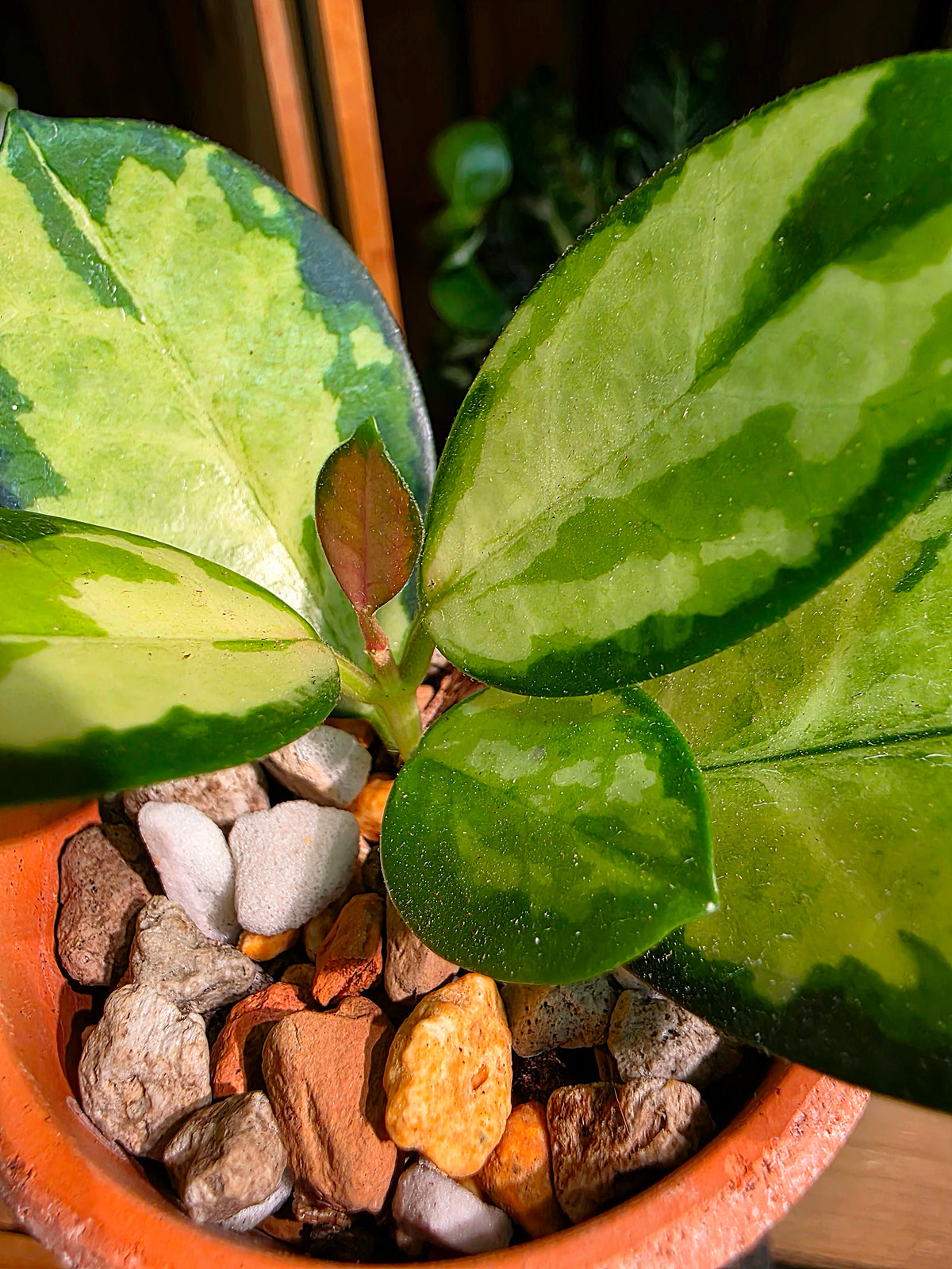 Hoya Australis Lisa
