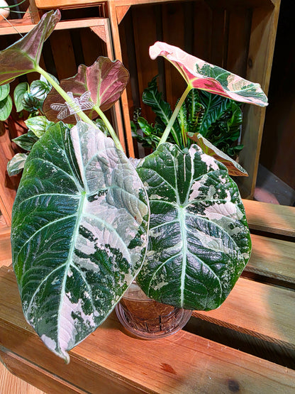 Alocasia Black Velvet Variegated Pink