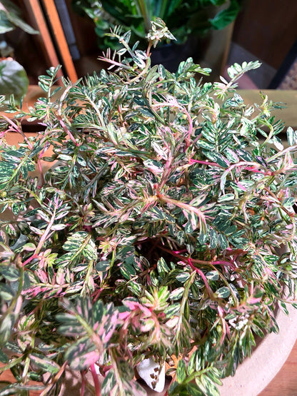 Phyllanthus urinaria variegated pink 粉斑葉下珠