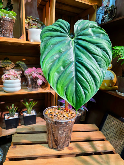 Philodendron sp Colombia 哥倫比亞蔓綠絨