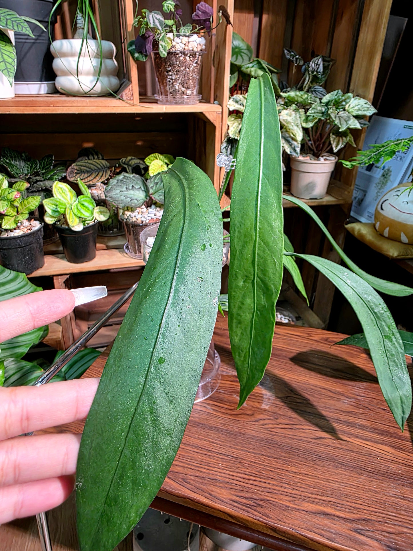 Anthurium vittariifolium 領帶花燭