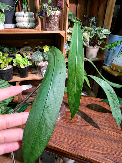 Anthurium vittariifolium 領帶花燭