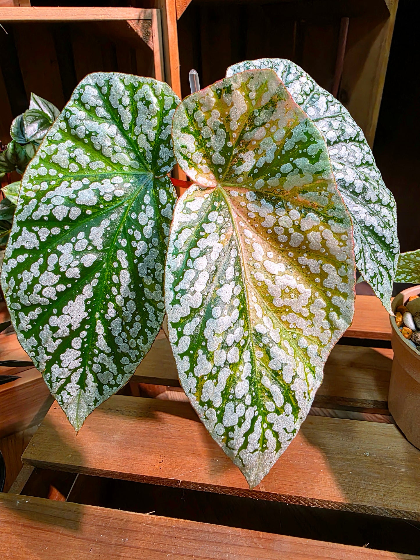 Begonia snow-capped variegated 'Mount Fuji'
