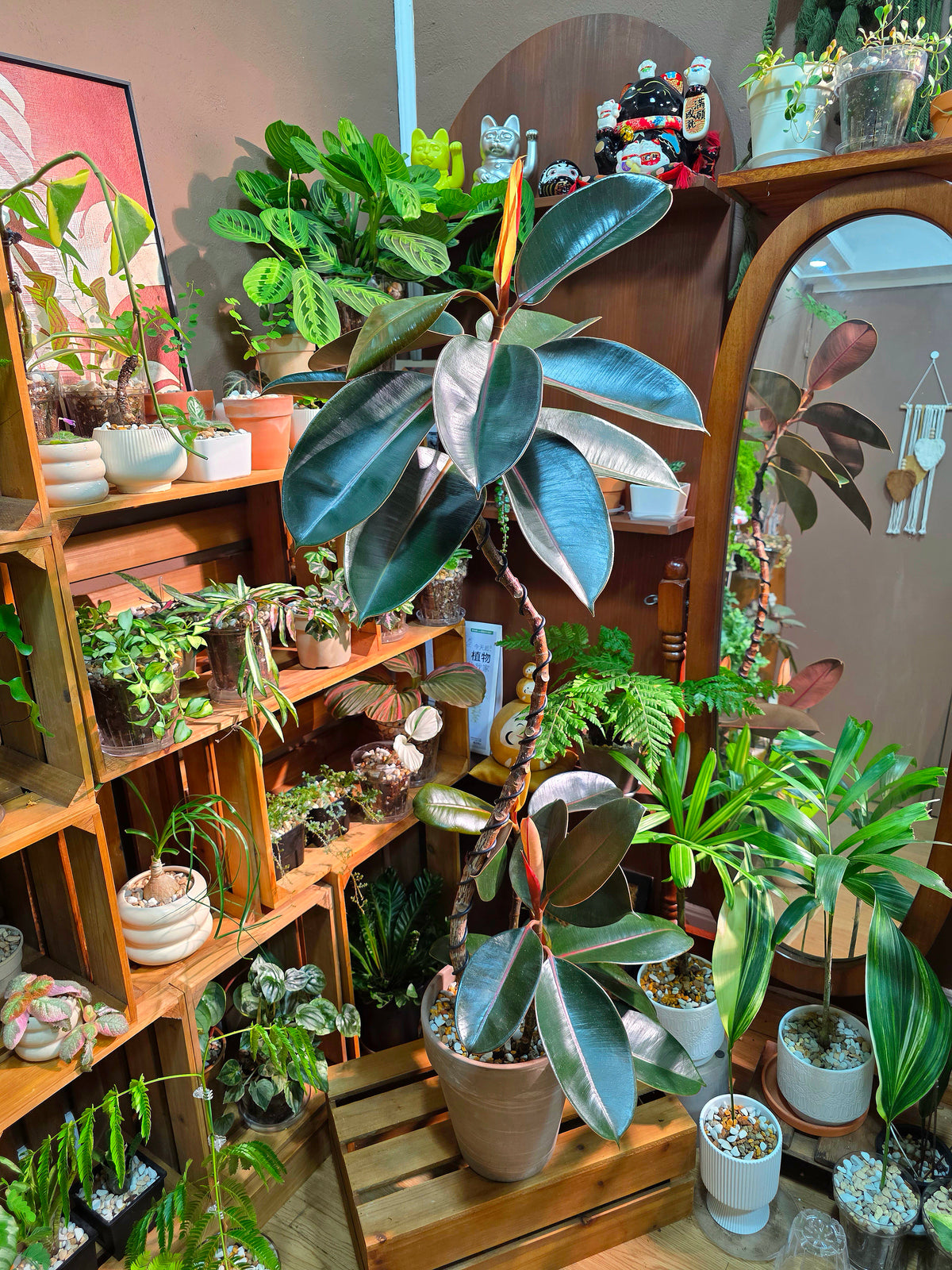 Ficus elastica robusta 黑金剛橡皮樹