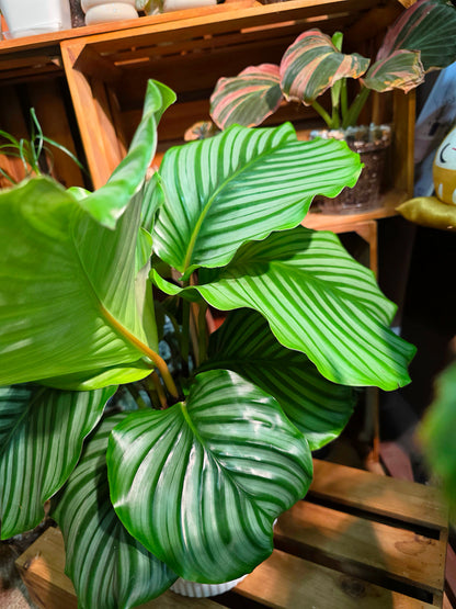 Calathea orbifolia 青蘋果竹芋
