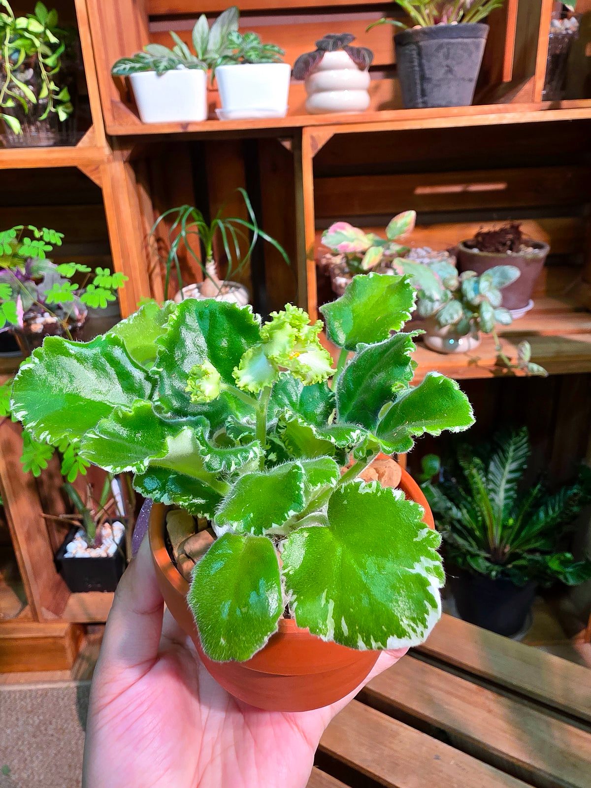 Streptocarpus ionqnthus 非洲紫羅蘭 - 刺蝟