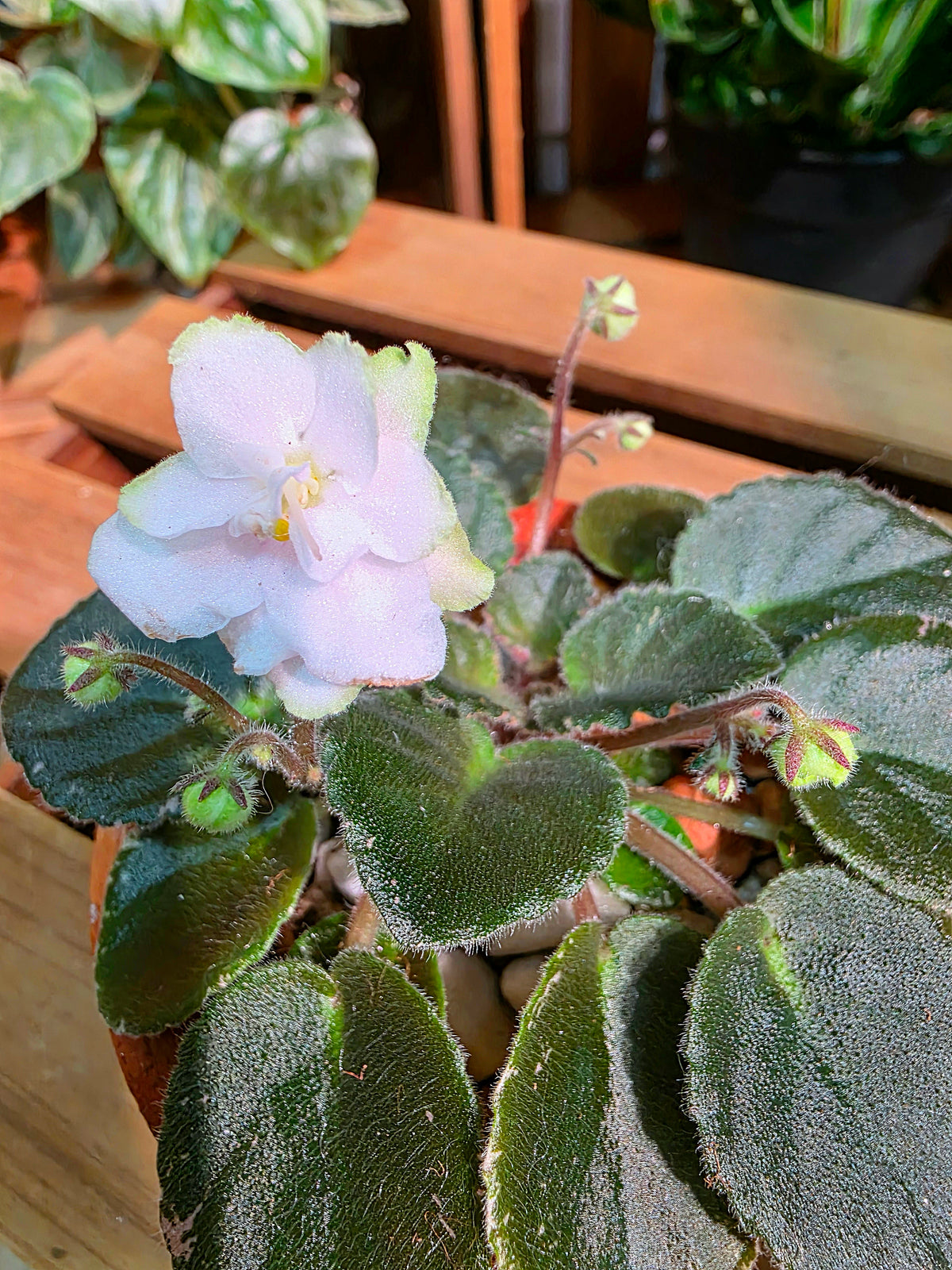 Streptocarpus ionqnthus 非洲紫羅蘭 - Green dragon