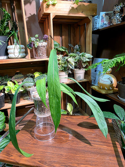 Anthurium vittariifolium 領帶花燭