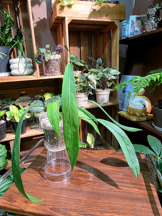 Anthurium vittariifolium 領帶花燭