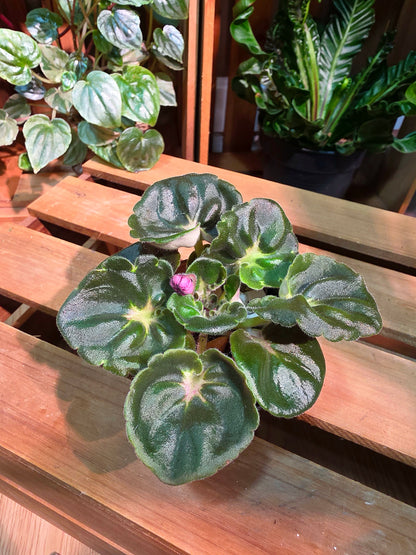 Streptocarpus ionqnthus 非洲紫羅蘭 - 大理石牡丹