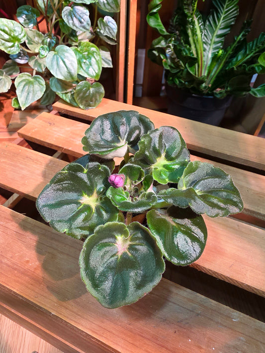 Streptocarpus ionqnthus 非洲紫羅蘭 - 大理石牡丹