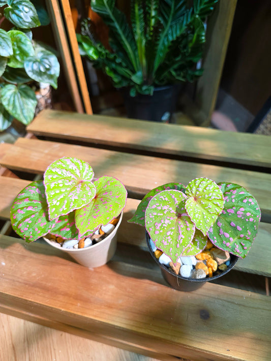 Begonia roseopunctata 圓葉粉點秋海棠
