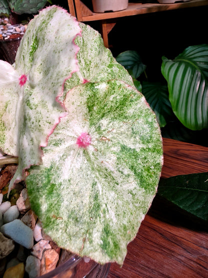 Begonia rouge variegated 胭脂錦秋海棠