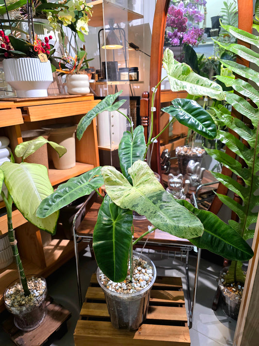 Philodendron Paraiso Verde 綠天堂蔓綠絨