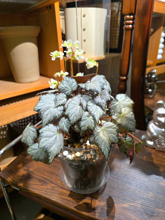 Begonia Olympus 奧林匹斯秋海棠