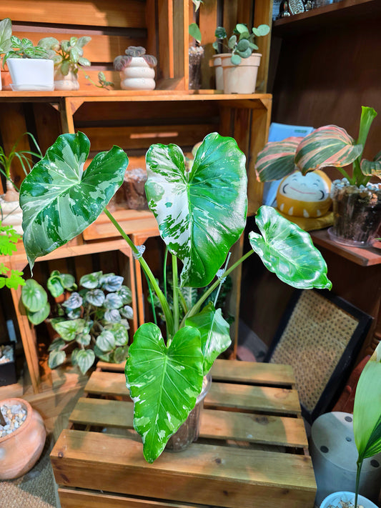 Alocasia odora okinawa silver 沖繩銀海芋