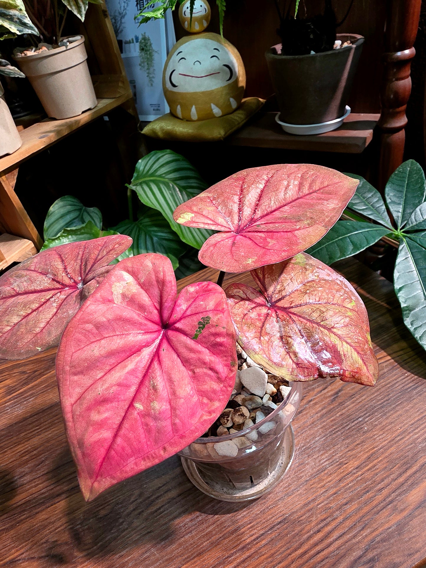 Caladium sp 櫻桃小丸子彩葉芋
