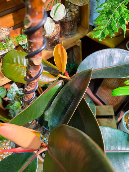 Ficus elastica robusta 黑金剛橡皮樹