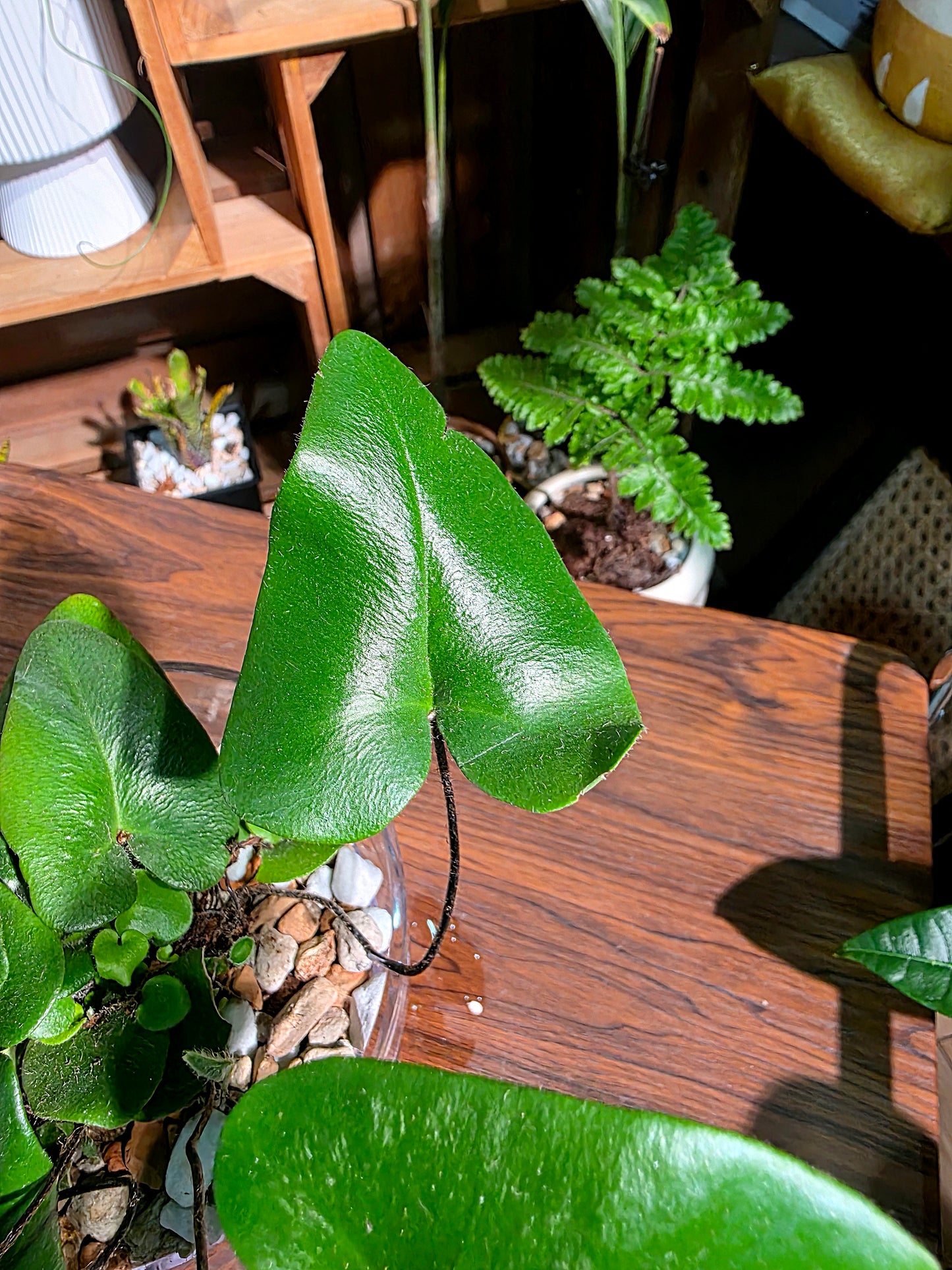 Hemionitis arifolia 心願蕨